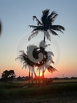 Sunrises coconut tree to good neture photo photo