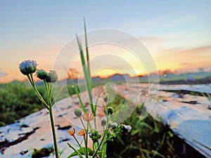 Sunrises on the field