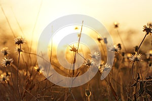 Sunrises on the field with white dandelions. Illustration for wallpaper