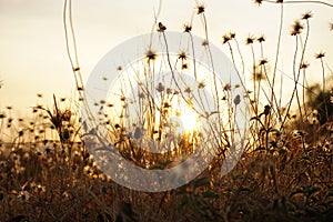 Sunrises on the field with white dandelions. Illustration for wallpaper