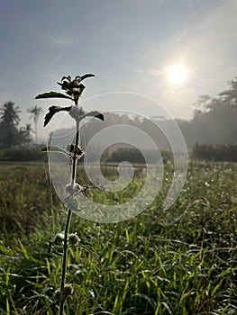 Sunrises of Flower Grass