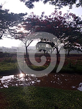 Sunrises lighting grass park trees