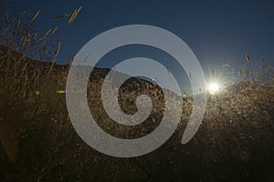 Sunrises over selective focus on golden grass