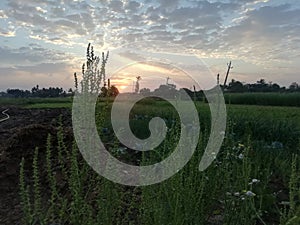 Sunrises to village farm in farming morning