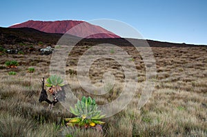 Sunrising on Kilimanjaro