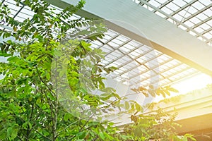 Sunroof and green tree park garden in the eco office