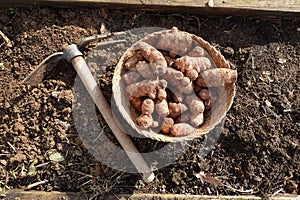 sunroot cultivation detail. hoe for planting jerusalem artichoke in the vegetable garden