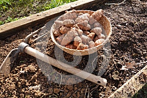 sunroot cultivation detail. hoe for planting jerusalem artichoke in the vegetable garden