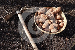 sunroot cultivation detail. hoe for planting jerusalem artichoke in the vegetable garden