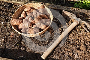 sunroot cultivation in theft. hoe next to jerusalem artichoke for planting in raised bed