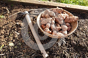 sunroot cultivation in theft. hoe next to jerusalem artichoke for planting in raised bed