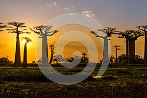 Sunset above Baobab avenue