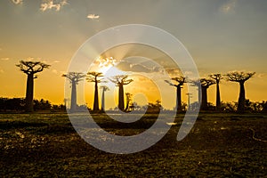 Sunset above Baobab avenue