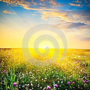 Sunset above the flowers