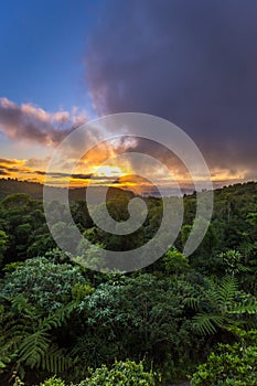 Sunset above Rainforest of Lamington National Park, Queensland, Australia