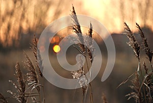 Sunset above the reed photo