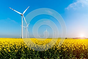 Sunset above windmills on the field