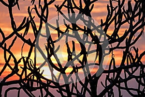 Sunset Abstract With Tree Branches