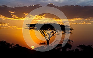 Sunset and Acacia tree in the Serengeti, Tanzania