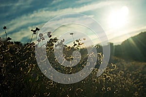 Sunset across flowers photo