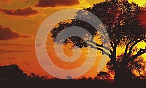 Sunset Africa