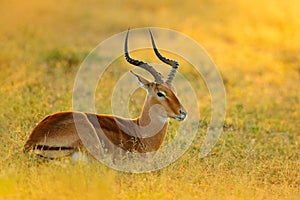 Sunset in Africa wildlife. Beautiful impala in the grass with evening sun. Animal in the nature habitat, Kruger NP, South Africa