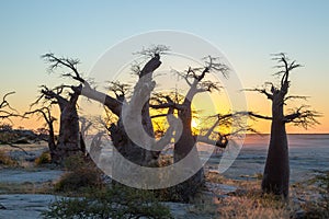 Sunset with the african boabab, Kubu Island, Botswana