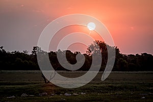 Sunset in the African bush in the Kruger