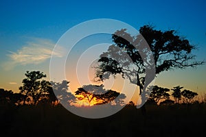 Sunset in the African bush (South Africa) photo