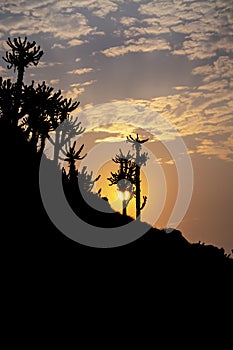 Sunset and African cactus, in Cabo Ledo, Angola