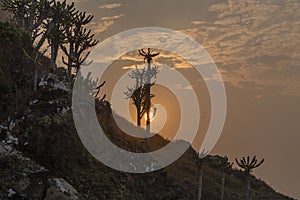 Sunset and African cactus, in Cabo Ledo, Angola