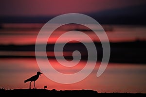 Sunset in African nature. Silhouette of bird, wattled Lapwing, Vanellus albiceps, walking on the edge of Zambezi river bank