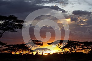 Sunset in African savanna