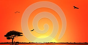 Sunset in African savanna