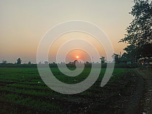 Sunset in agriculture fields