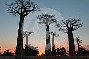 Sunset, alley of baobab, Morondava, Madagascar