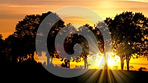 Sunset with alley of lime tree