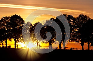 Sunset with alley of lime tree