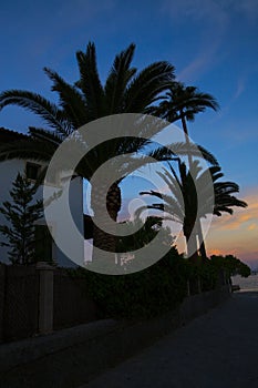 Sunset along the Pinewalk in Puerto Pollensa / Port de Pollenca