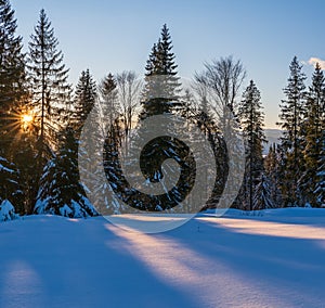 Sunset alpine mountain snowy winter fir forest, sunshine, long shadows on snow drifts