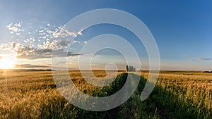 At sunset in the barley fields