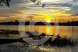 Sunset amd shadow tree