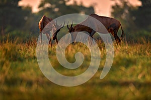 Sunset, antelope fight. Sassaby, in green vegetation, Okavango delta, Botswana. Widlife scene from nature. Common tsessebe,