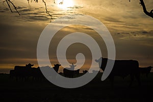 Sunset and cows in Argentina