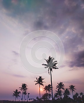 sunset atmosphere on the beach with coconut tree in tropical island