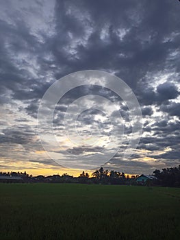sunset atmosphere with beautiful rice fields