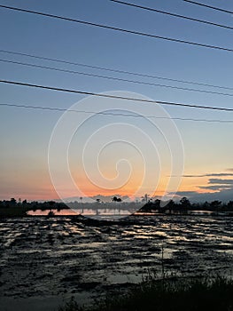 sunset atmosphere in one of the rice fields in Burau subdistrict, South Sulawesi, Indonesia