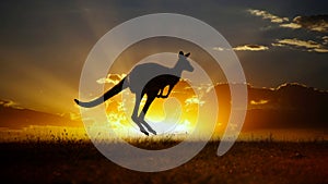 Sunset Australian outback kangaroo