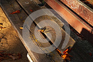 Sunset Autumn bench in park