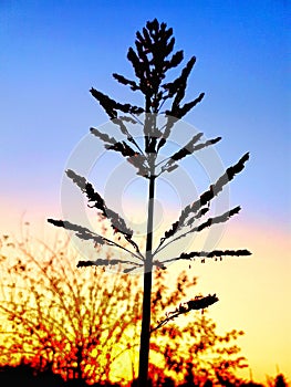 Sunset background||beautiful leaf|| colorful sky||abstract.